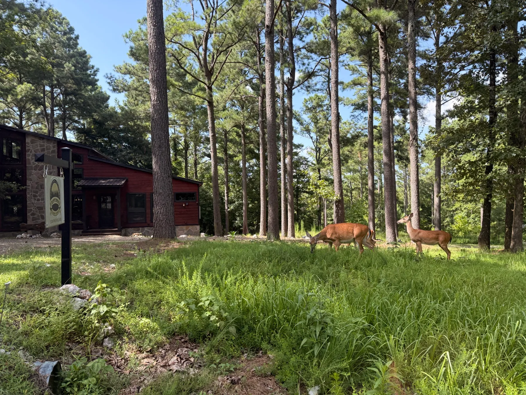 Deer standing on the grass in front of the cabins